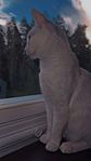 katt 