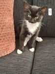 Kattungar