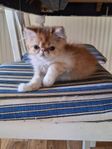 Perser kattungar 