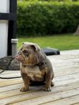 Engelsk bulldog