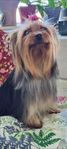 Yorkshireterrier