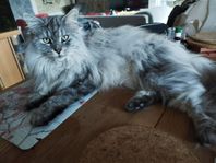 Långhårig katt