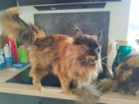 långhårig katt
