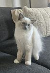 Trevlig ragdoll hona