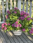 7st stora täta rosa hortensior 