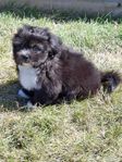 Valp Shih Tzu/Bichon Havanais