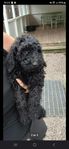 Australian Labradoodle WALA