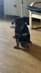 American Bully