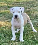 American staffordshire terrier (hane)- leveransklar 
