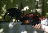 fenix tuppar 