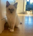 Ragdoll kattunge