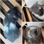 Guldhamster hane