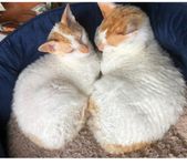 Cornish Rex Bröder