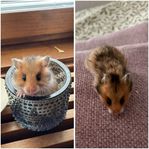 En söt guldhamster hona