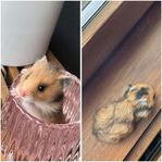 En liten söt tjej guldhamster