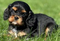 cavalier king charles Spaniel valpar