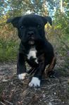 Vacker och följsam Staffordshire bullterrier tikvalp