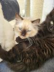 kattungar levklara 28/8