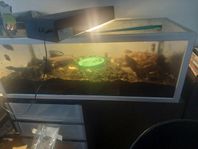 Akvarie