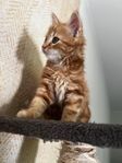 Katt