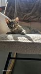 kattunge 