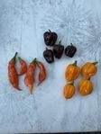 Chilifrukt färsk