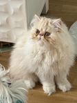 Perser kattunge