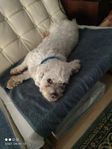 Bichon havanais
