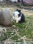 Dvärgteddy med Hb