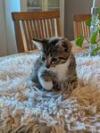 Kattungar 