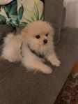 Hund söker nytt kärleksfullt hem
