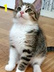katt