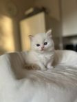 Ragdoll kattunge med stamtavla 