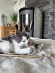 kattunge