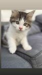 Ragdoll/Maincoon 12 veckor redo att flytta 