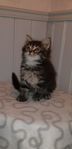 Manie coon/Norskskogkatt