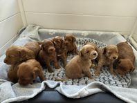 Labradoodlevalpar söker sina för-alltid-hem