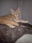 mainecoon 