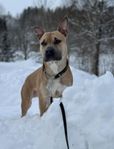 AKUT omplacering Amstaff/Bully hane 1,5år