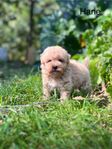 Maltipoo 
