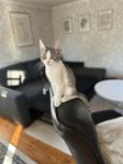 Kattungar