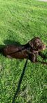 labrador hane 2 år
