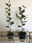 CITRONFICUS