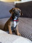 Staffordshire Bullterrier 