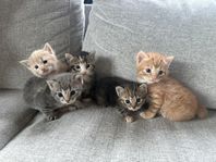 kattungar