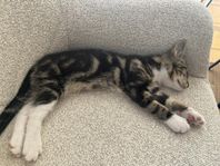 kattungar 