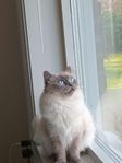kattunge ragdoll