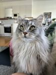 Sibirisk katt - hane
