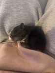 degu