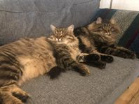 Två sibiriska katter